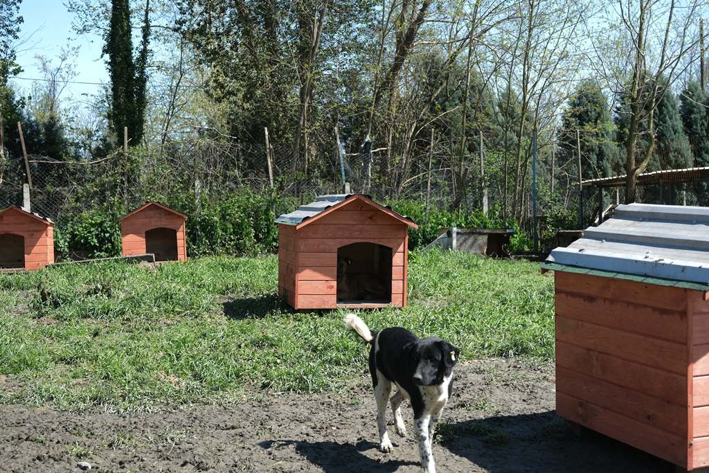 Sapanca Hayvan Bakımevi ’ne Anlamlı Destek