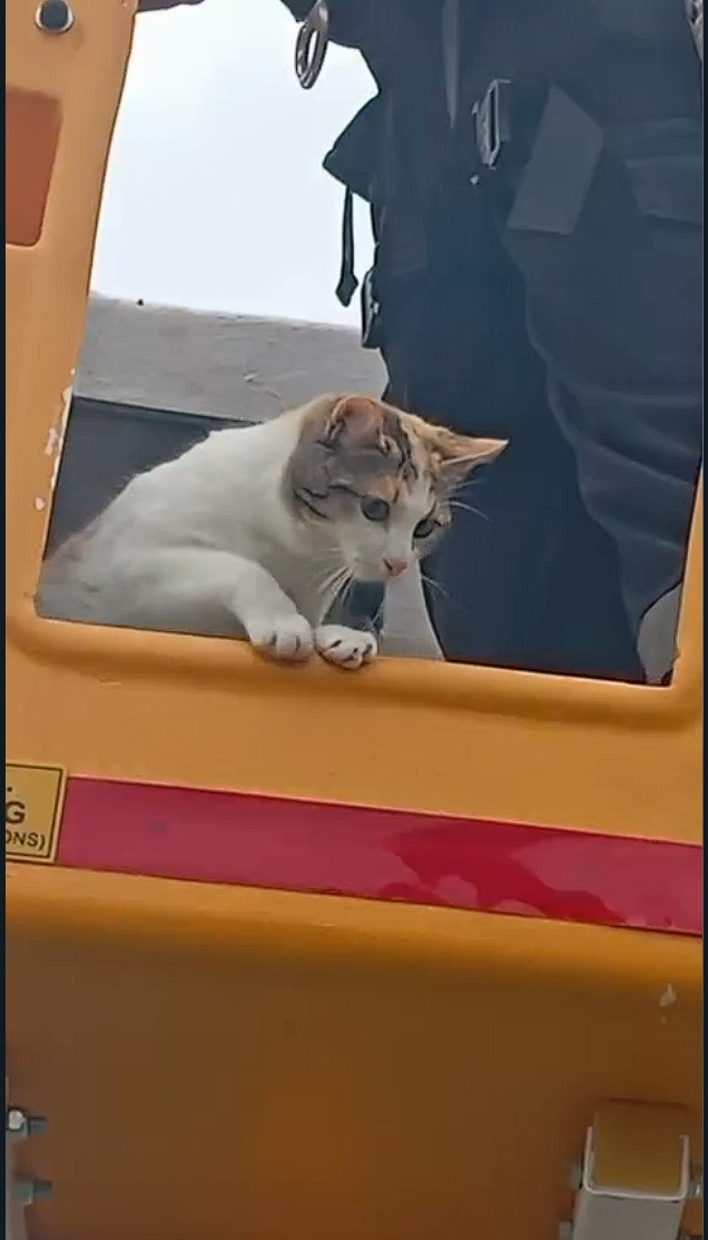 SEDAŞ'tan kedi kurtarma operasyonu