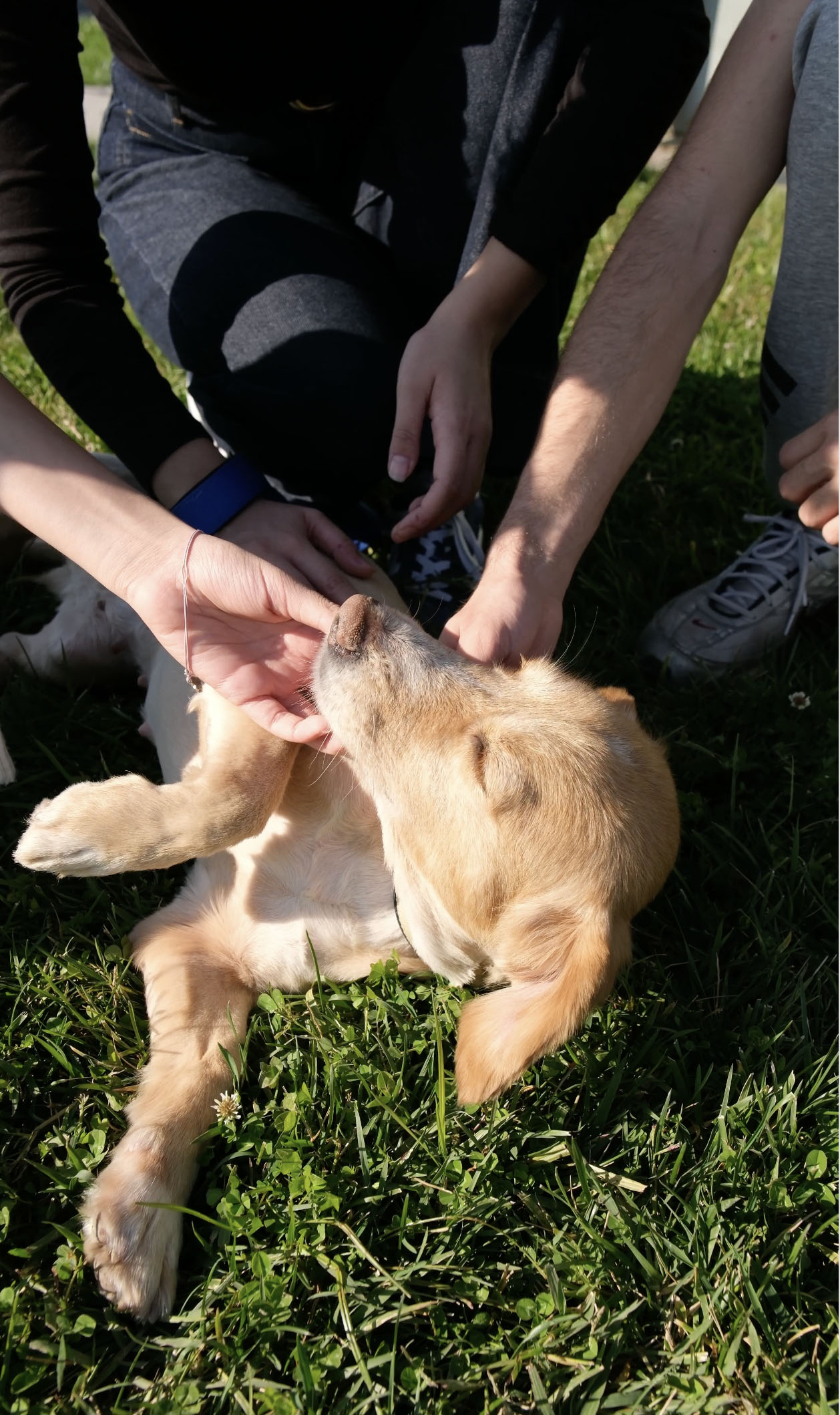 ‘Pati İzi’yle 500’üncü sahiplendirme