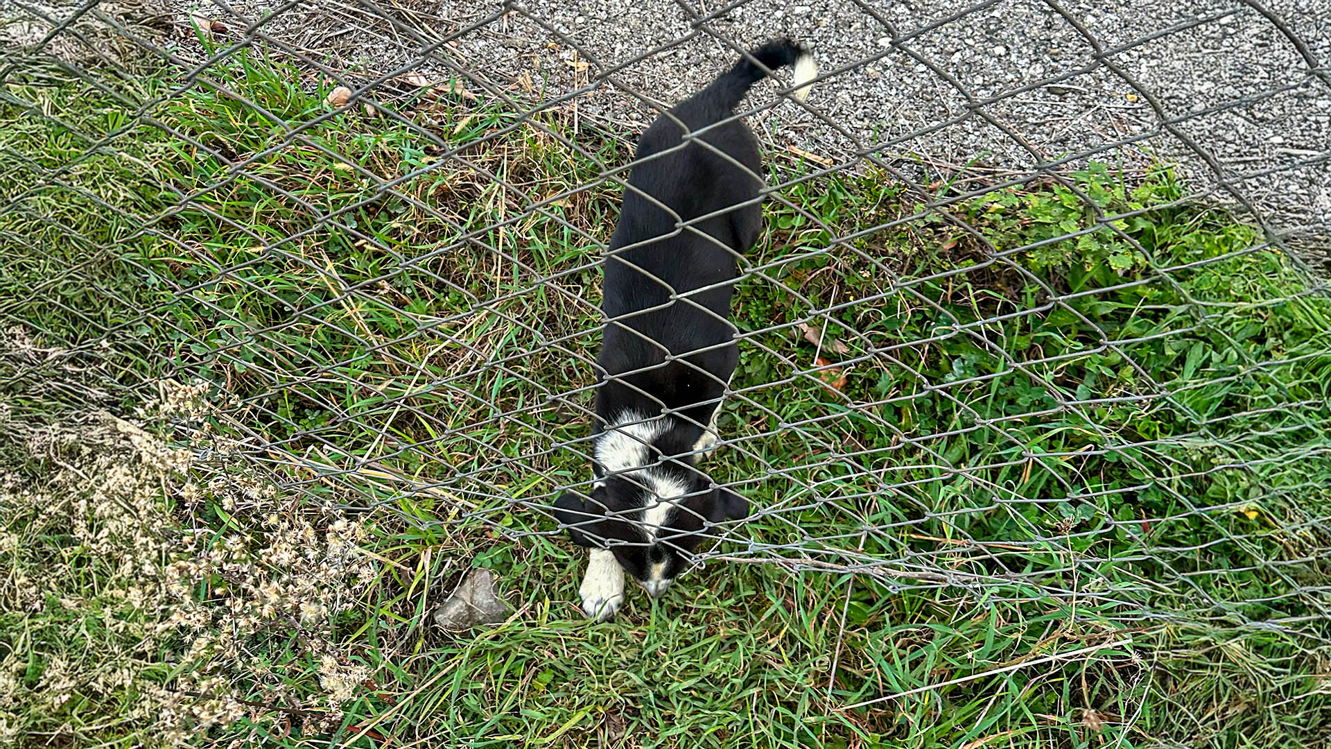 Rögara düşen köpek kurtarıldı