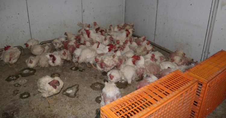 Sakarya’da Tavuk Çiftliklerine Denetim